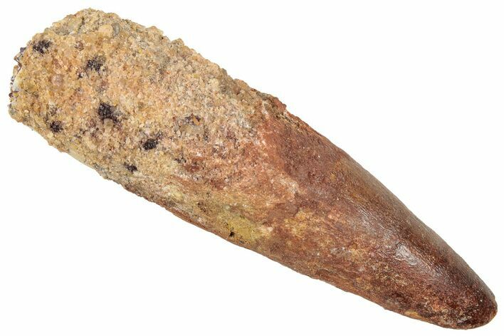 Clearance: 2 1/2" Fossil Spinosaurus Teeth - Heavily Restored - Photo 1
